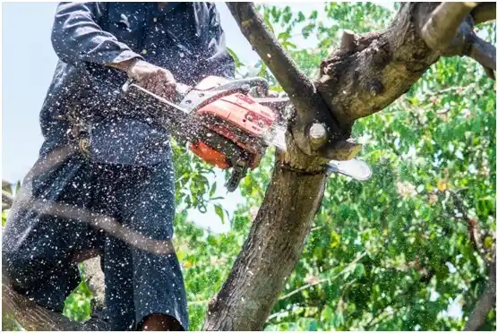 tree services Sinking Spring